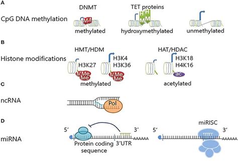 Epigenetics Mechanisms A Dna Methyltransferase Dnmt Enzymes