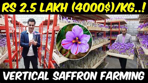 Vertical Saffron Farming Hydroponic Saffron Cultivation Discover