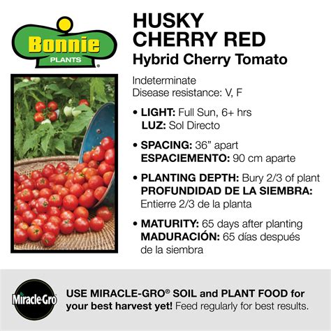 How To Grow Husky Cherry Red Tomatoes