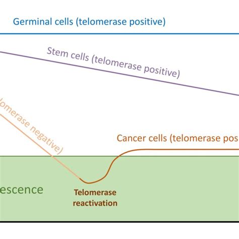 Telomere Length Dynamics In Germinal Stem Somatic And Cancer Cells