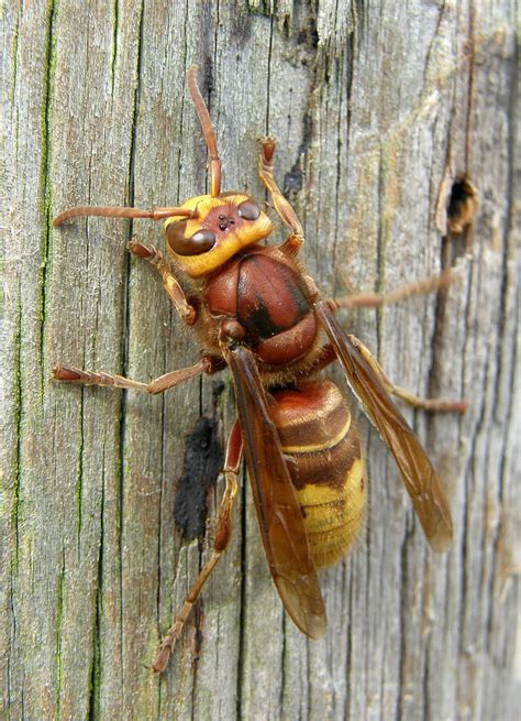 European Hornet Queen