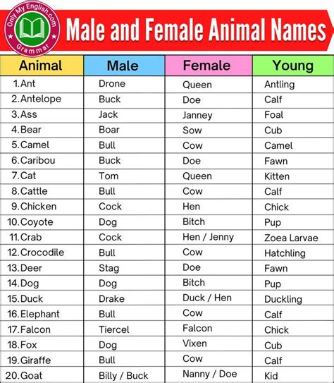 Male and female animal names – Artofit