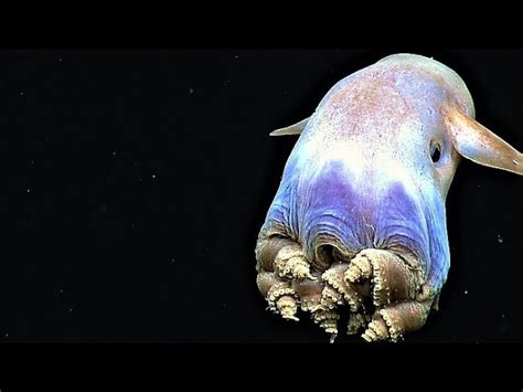 mariana trench pictures  fish scientists land deepest fish