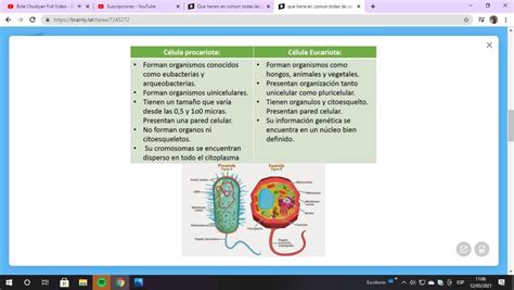 Que Tienen En N Todas Las C Lulas Haz Cuadro Comparativo Entre La