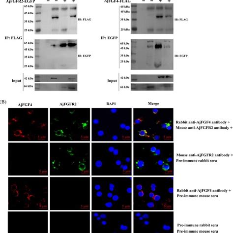 Histological Observation Reveals The Intestinal Regeneration Process Of