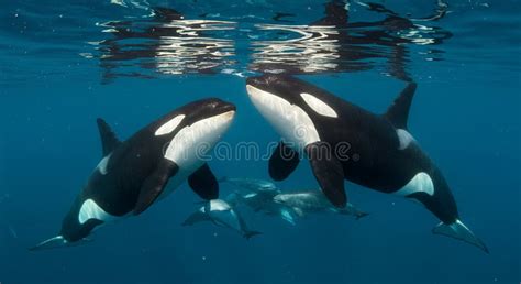 Two Orcas Swim Gracefully Underwater Their Black And White Bodies