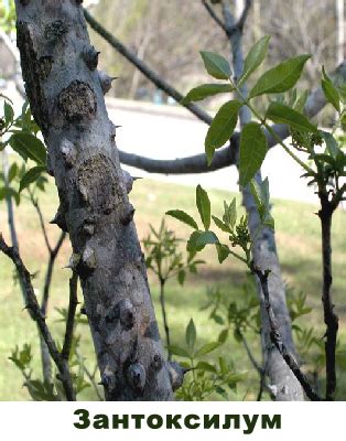 Lymphatic Drainage NSP (Лимфатик Дренаж НСП) | Информационный портал NSP