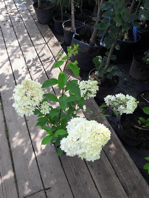 Гортензия Ванилла Фрайз (74 фото) - фото - картинки и рисунки: скачать ...