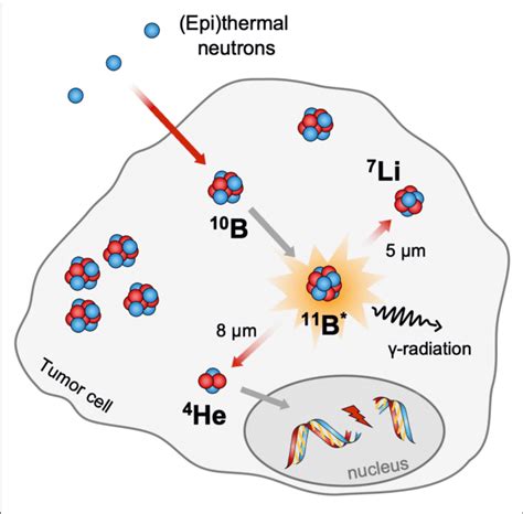 Schematic Representation Of The Neutron Capture Reaction On Boron