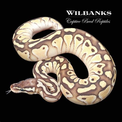 Pastel Butter 100 Het Clown Ball Python By Wilbanks Captive Bred Reptiles Morphmarket