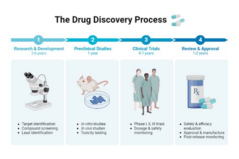 The Drug Discovery Process | BioRender Science Templates