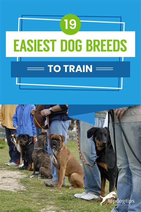 easiest dog breeds  train    shine