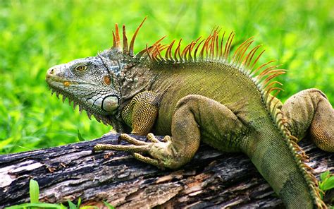 Iguana Big Green Lizard Pictures For Your Desktop Hd Wallpaper ...