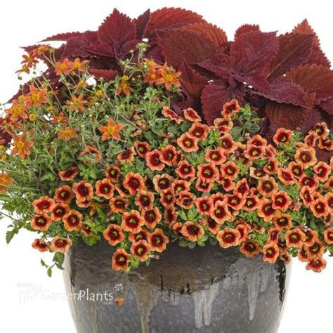 Superbells Tangerine Punch™. New Garden Plants