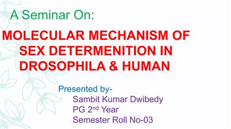 Sex Determination In Drosophila Human Ppt