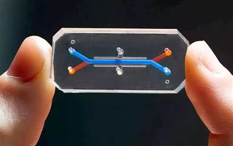 Scientists Create Vagina On A Chip To Help Treat Vaginal Infection