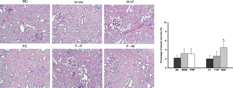 Role Of Kidneys In Sex Differences In Angiotensin Iiinduced Hypertension Hypertension