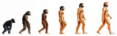 L Volution De L Homme