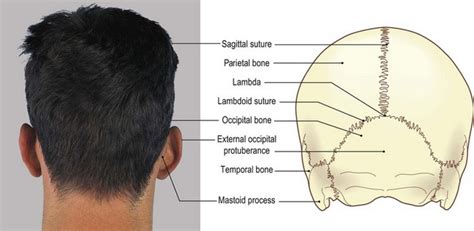 The Head And Neck Basicmedical Key