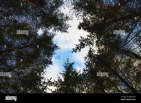 Tall Trees As Seen From The Ground Beautifully Framing The Blue Sky