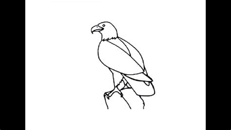 How To Draw Bald Eagle Full Body Drawing For Kids Step By Step Youtube