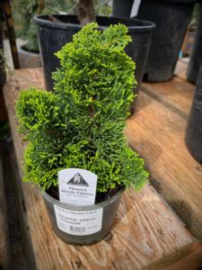 Bonsai Thoweil Hinoki Cypress Yard N Garden Land