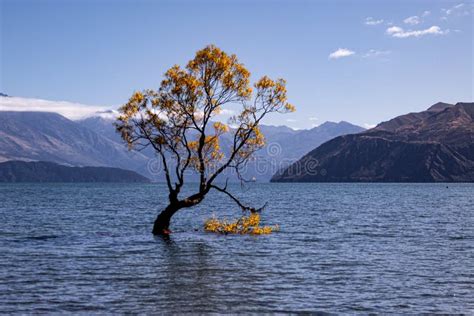 538 Lake Wanaka Tree Autumn Stock Photos - Free & Royalty-Free Stock ...