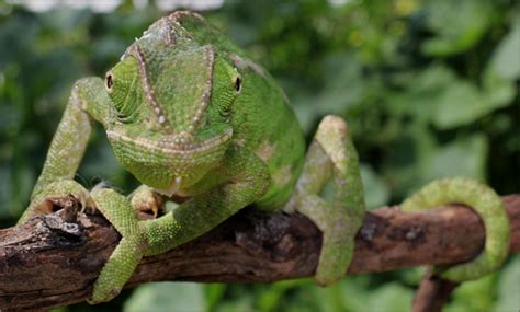 Does One Eye of a Chameleon Know What the Other is Looking at? – The