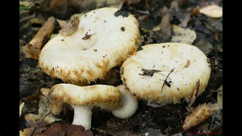 Грузди - мечта ГРИБНИКА! За грибами В ЛЕС! В лес ПО ГРИБЫ! - YouTube