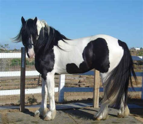 Spotted Animals Hubpages