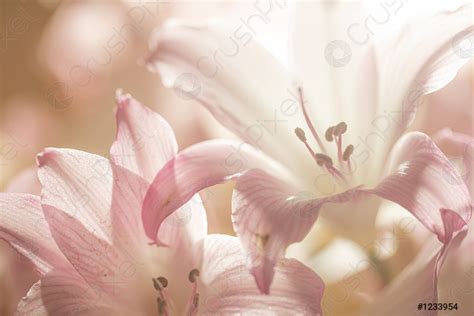 Naked Lady Lily Amaryllis Belladonna Pink And White Flowers Stock Photo Crushpixel