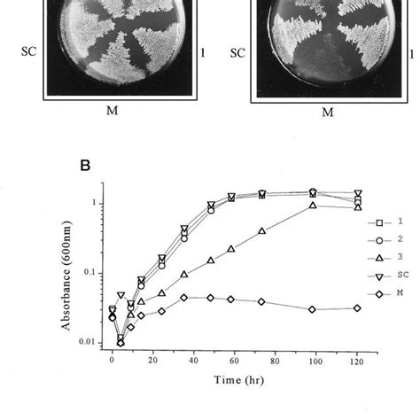 Functional Complementation Of The Yeast Vdac Minus Strain By Wheat Vdac