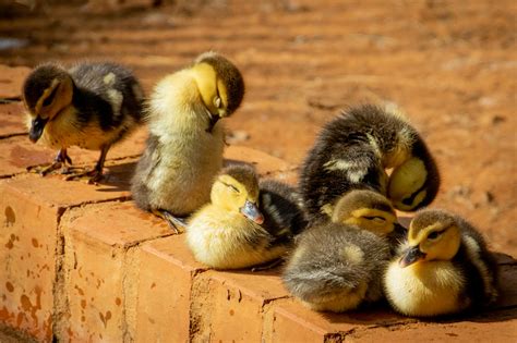 baby ducks     eat      thrive