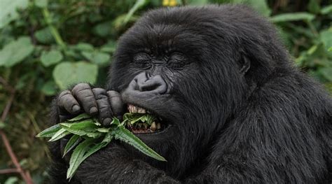 Top 10 Facts About Mountain Gorillas Wwf