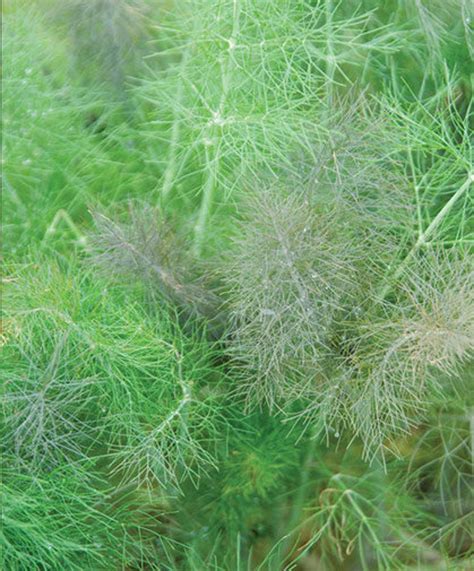 Leaf Fennel Foeniculum Vulgare Organically Grown Seeds Qty Etsy