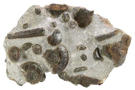 8.8" Plate of Devonian Ammonite & Cephalopod Fossils - Morocco (#259697 ...