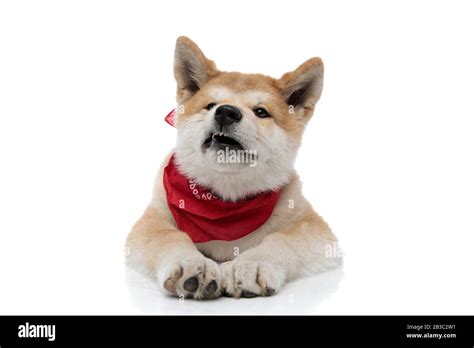 Akita Dog Growling Hi Res Stock Photography And Images Alamy