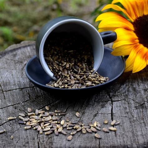 Расторопша семена 100 г. от продавца: Almond – купить в Украине ...