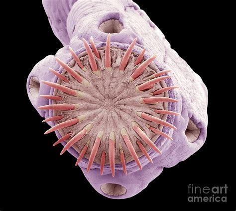 Pork Tapeworm, Sem Photograph by Steve Gschmeissner