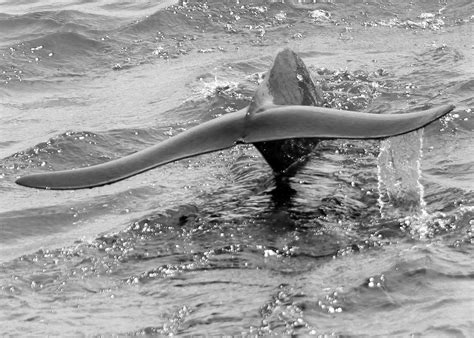 Short finned pilot whale photos - Wild Side Specialty Tours, Oahu, Hawaii