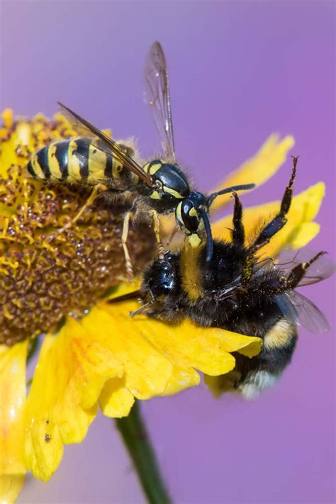 Diferencia Entre Avispa Y Abeja ¿cuál Pica Y Cuál Muerde Así Lo