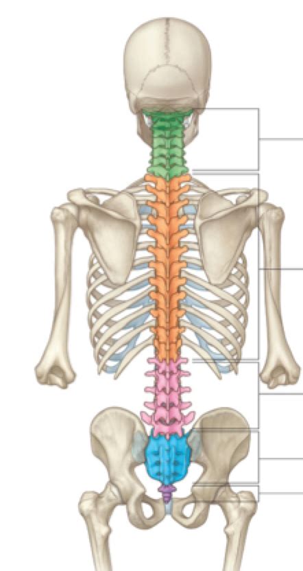 Anatomy Exam 2 Structure Of The Vertebral Column Diagram Quizlet