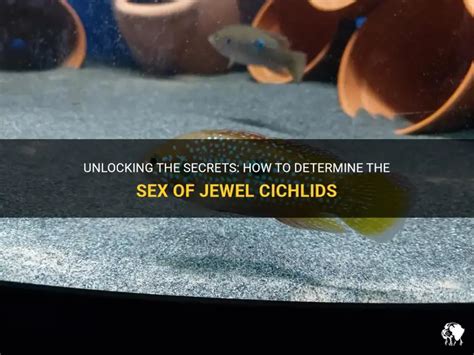 Unlocking The Secrets How To Determine The Sex Of Jewel Cichlids Petshun