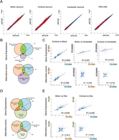 | Comparison of gene expression and exon splicing profiles among ...