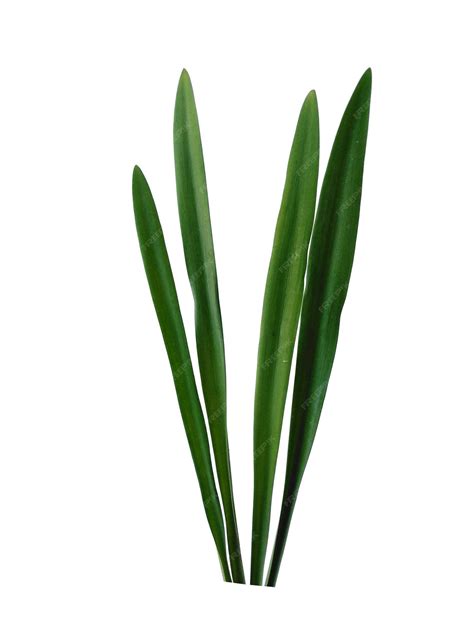 Premium Photo | Lilium leaf or lily leaves isolated on white background