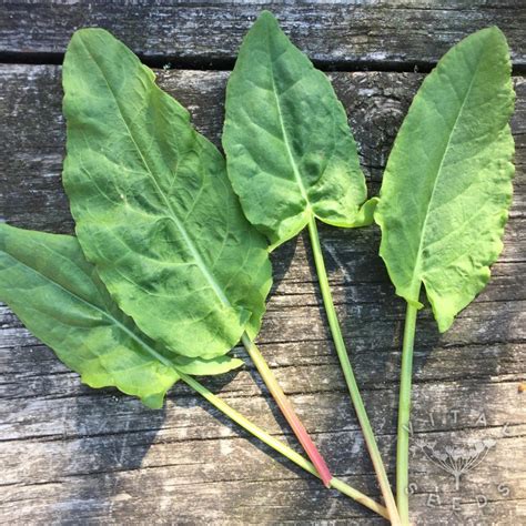 grow sorrel vital seeds