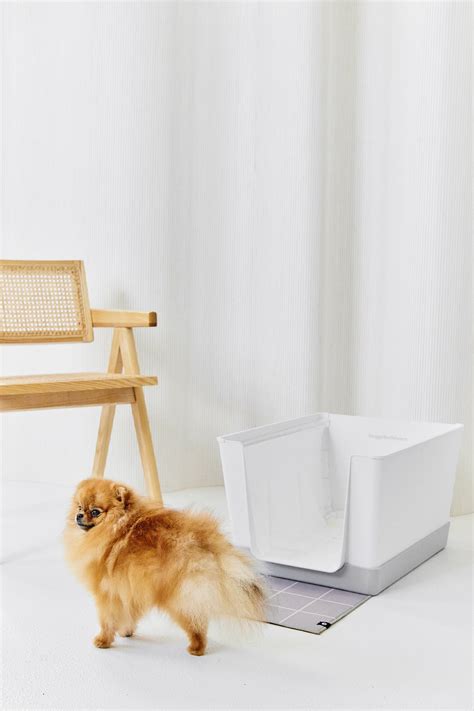 Doggy Bathroom Training: Indoor Dog Potty Solutions – DoggyBathroom