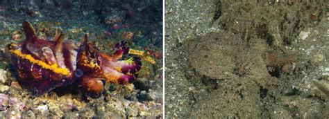 Flamboyant cuttlefish keep a low profile in the wild | Science News