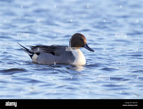 A Male Northern Pintail Duck Anas Acuta Swimming On A Pond In Fall