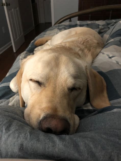 Labradoodle dog sleeping peacefully on a bed
